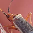 Adelphocoris rapidus (Say 1832)的圖片