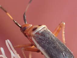 Image of Adelphocoris rapidus (Say 1832)