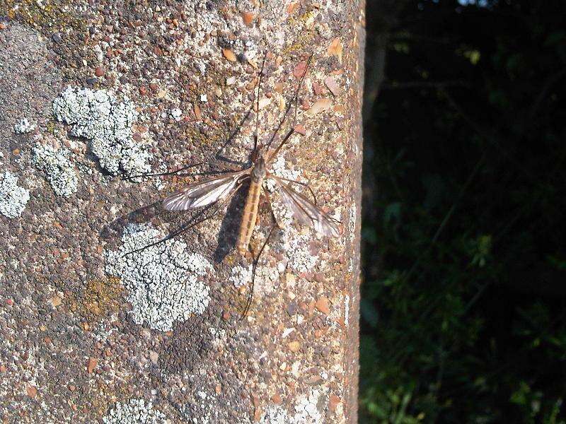 Image of Marsh crane fly