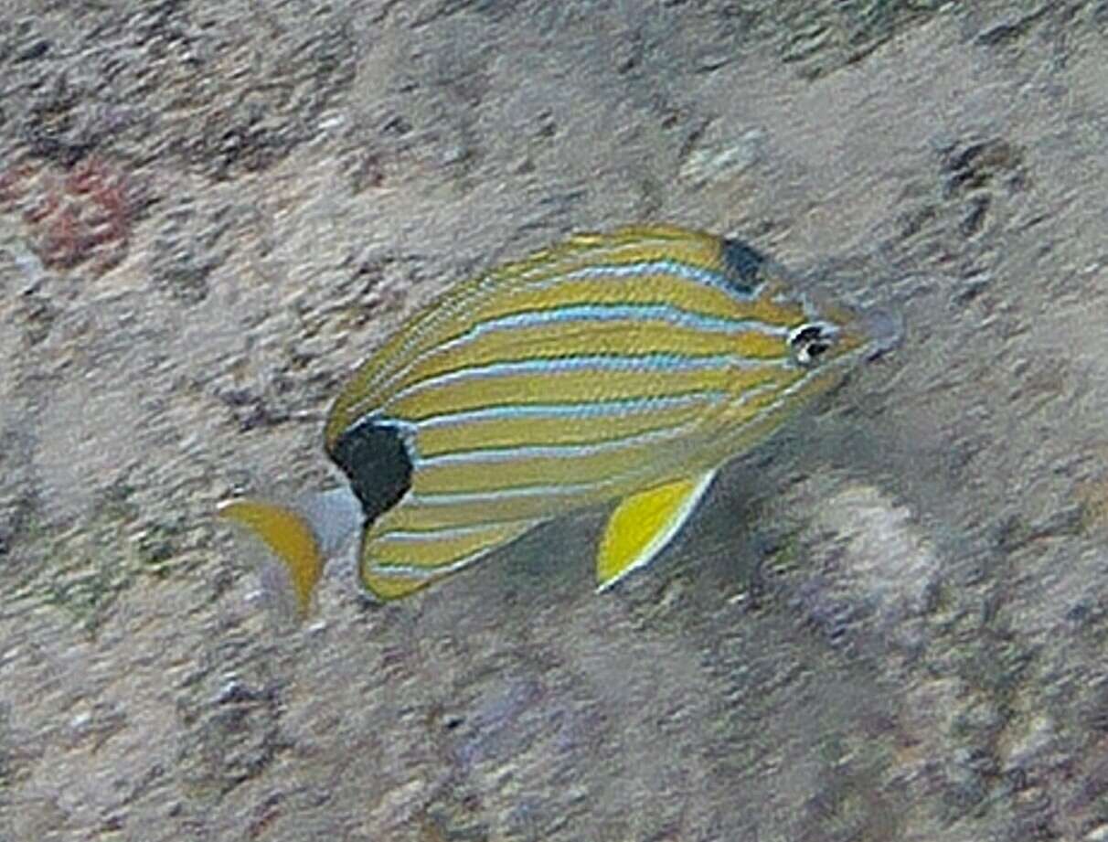 Image of Blue-lined Butterfly