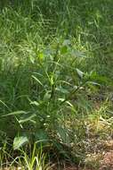 Image of tropical pokeweed