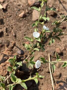 Image of Seddera capensis (E. Mey. ex Choisy) Schinz