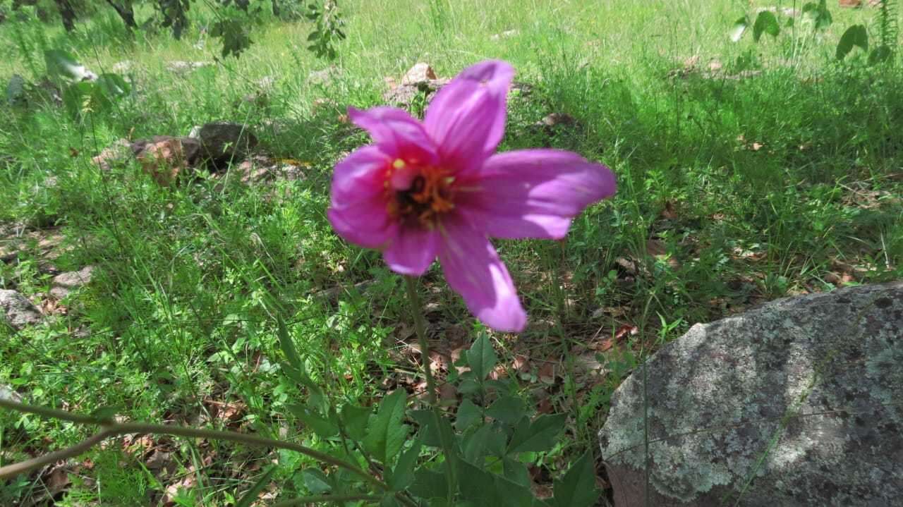 Image of Dahlia sherffii P. D. Sorensen