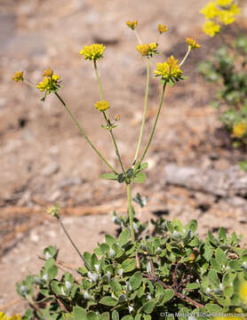 Imagem de Eriogonum umbellatum var. furcosum J. L. Reveal