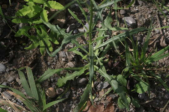 Image of narrowleaf hawksbeard