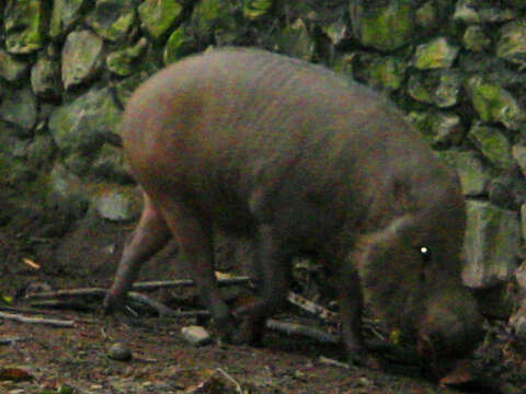 Image of Bearded Pig