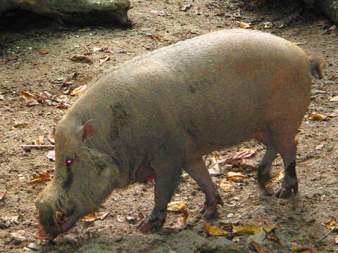 Image of Bearded Pig