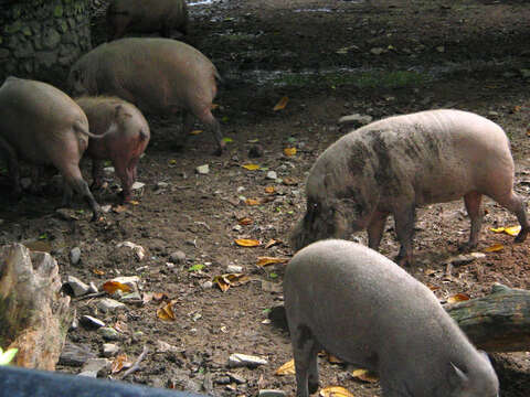 Image of Bearded Pig