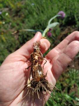 Image of sand leek