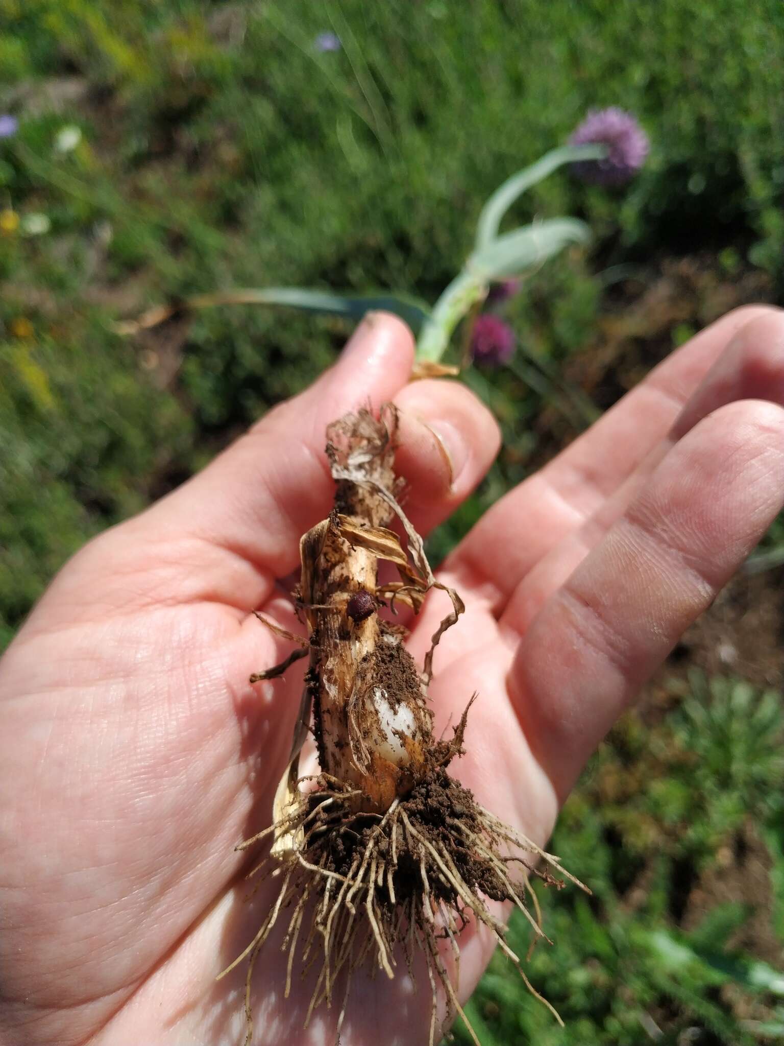 Image of sand leek