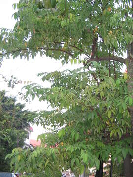 Image of carambola