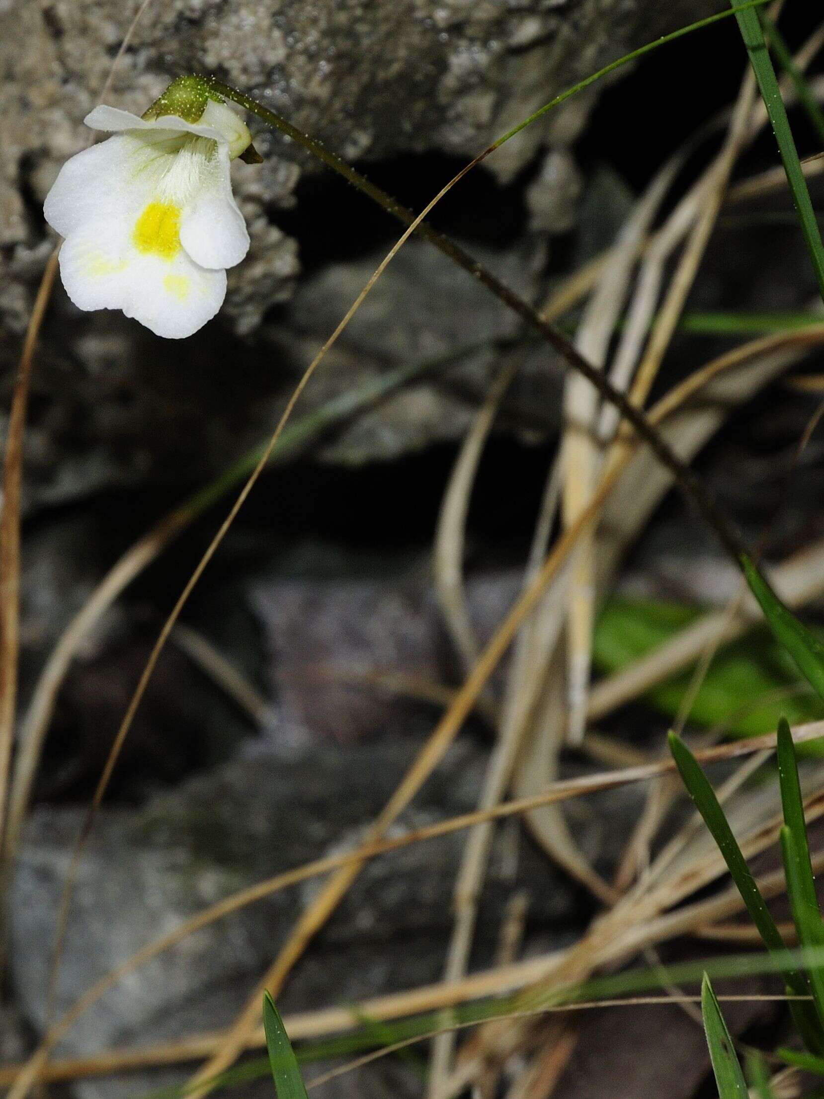 Image of Pinguicula alpina L.