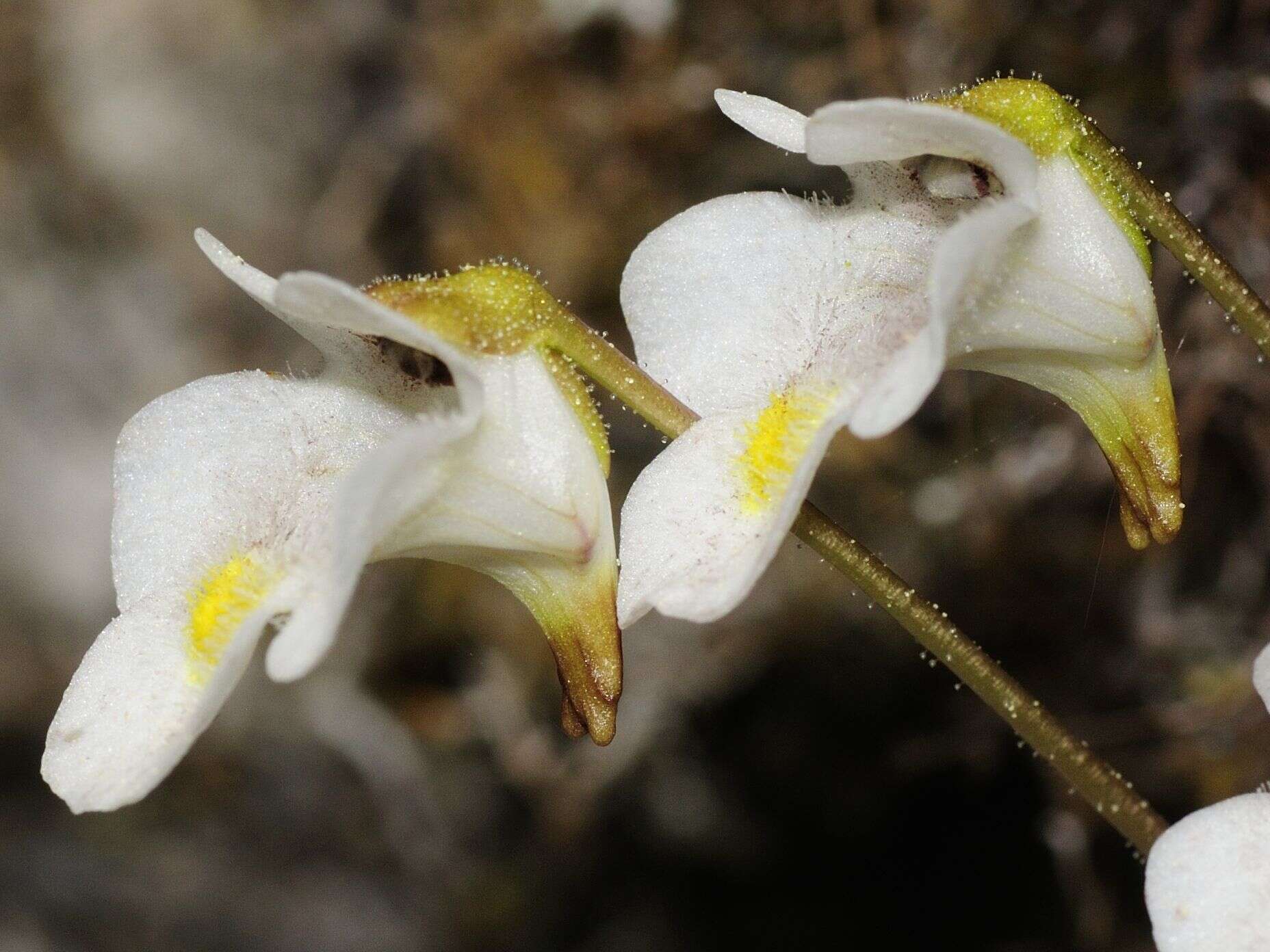 Image of Pinguicula alpina L.