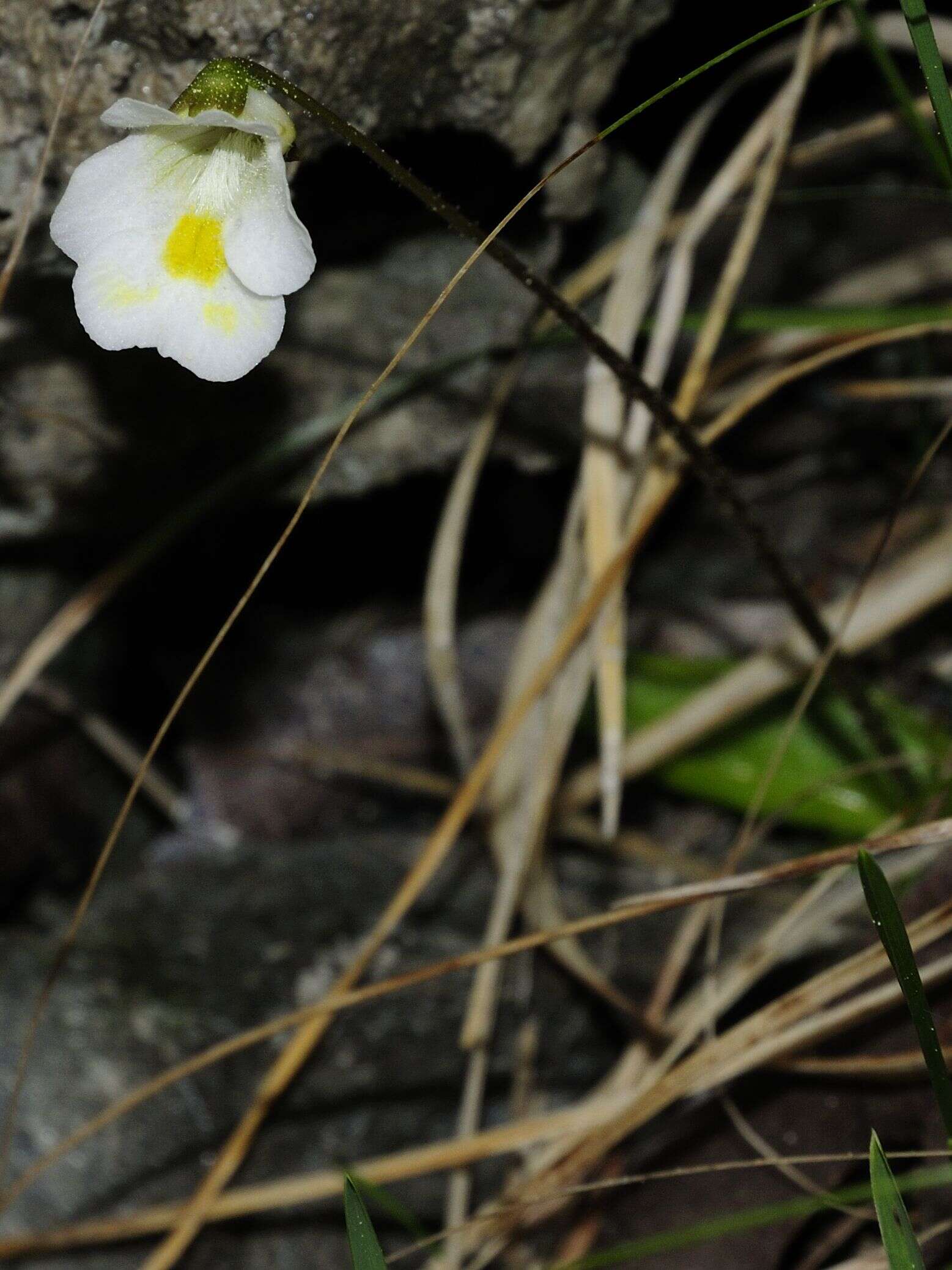 Image of Pinguicula alpina L.