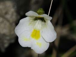 Image of Pinguicula alpina L.