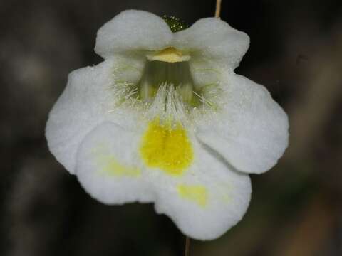 Image of Pinguicula alpina L.