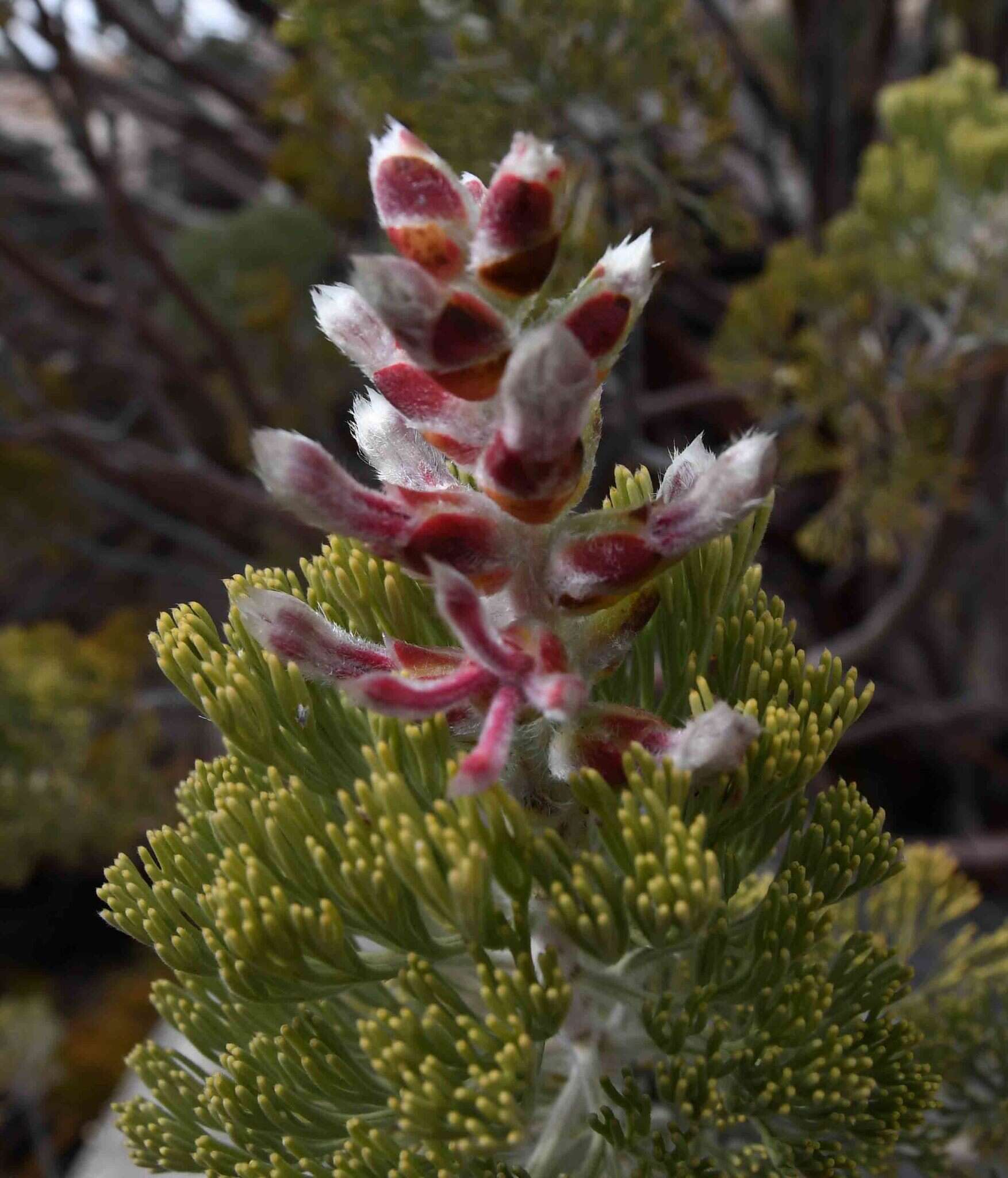 Image of Paranomus tomentosus (Phill. & Hutch.) N. E. Br.