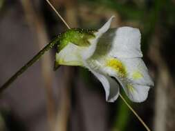 Image of Pinguicula alpina L.