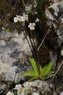 Image of Pinguicula alpina L.