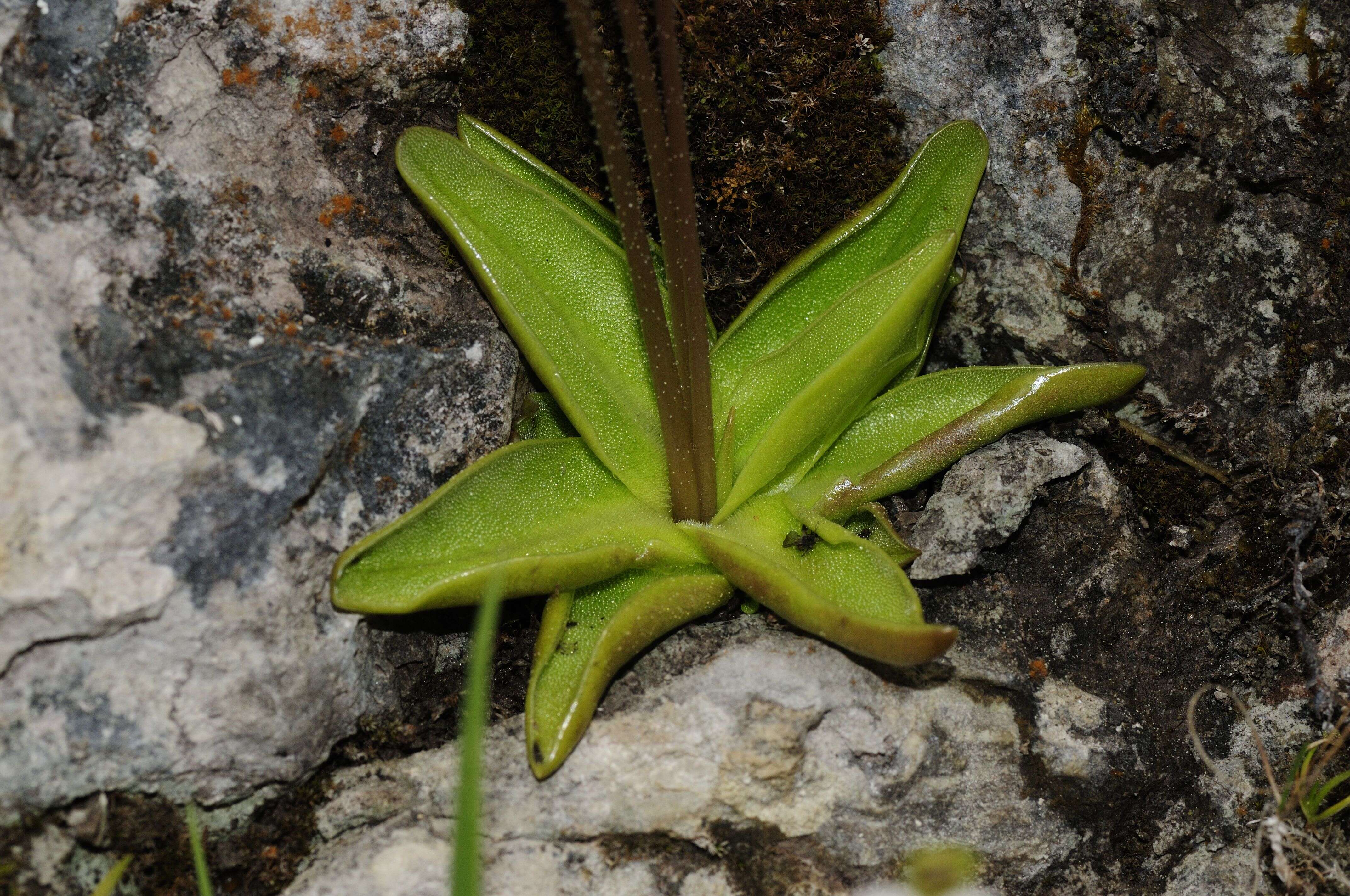 Image of Pinguicula alpina L.