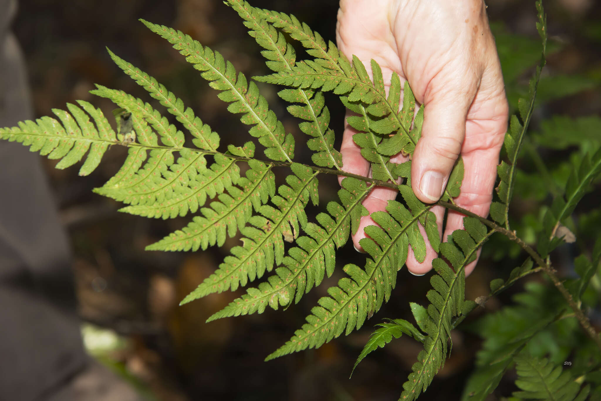 Image of log fern