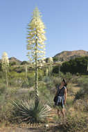 Image of hesperoyucca