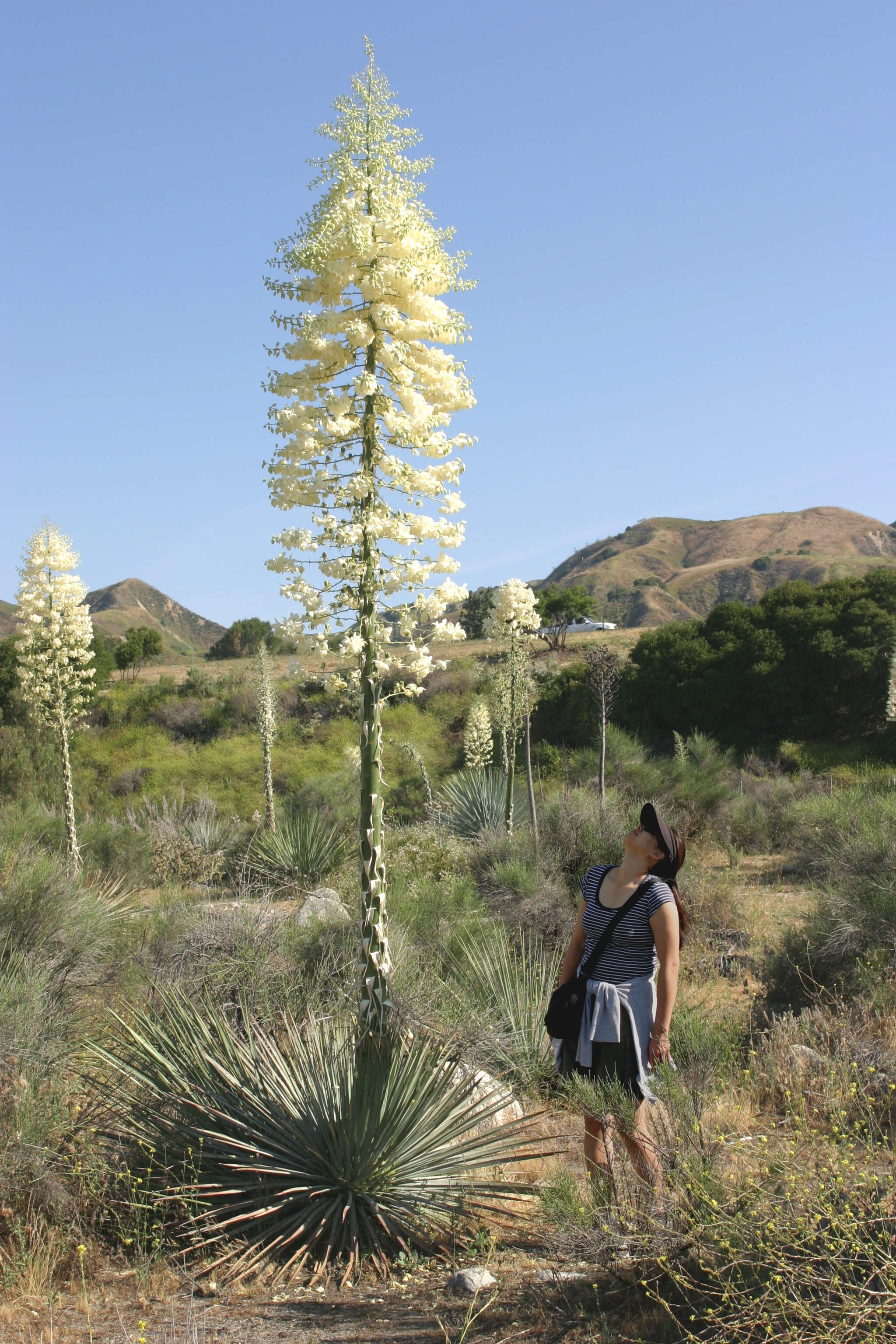 Image of hesperoyucca