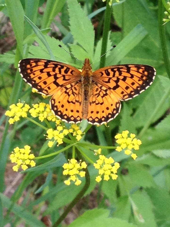 Image of Silver-bordered Fritillary