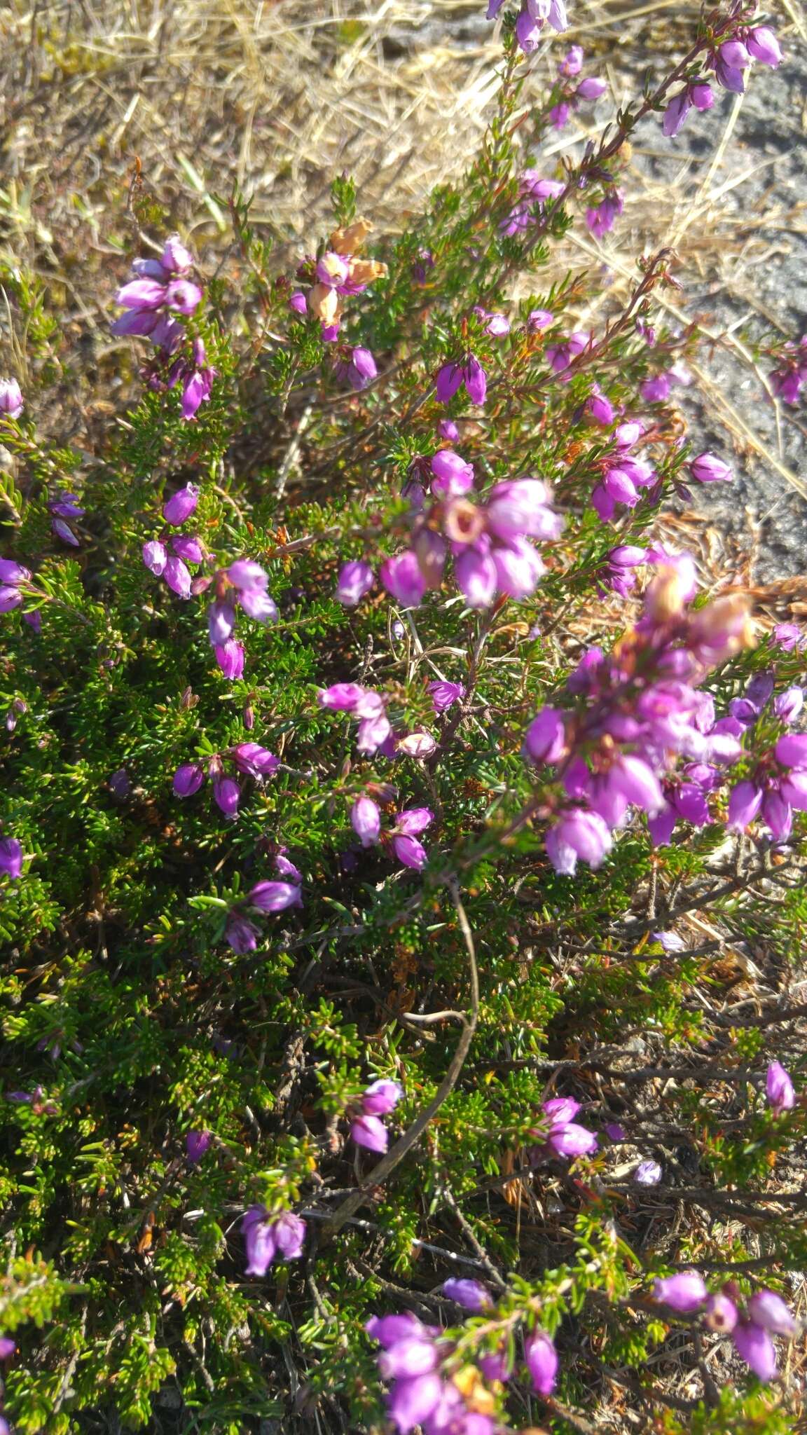 Image of Bell Heather