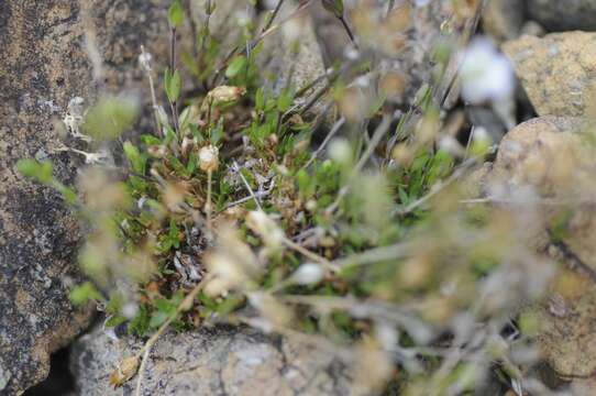 Image of low sandwort