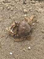 Image of Lady Crab