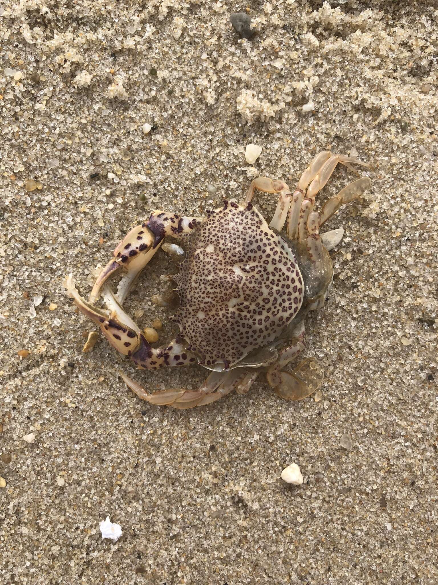 Image de crabe à ocelles