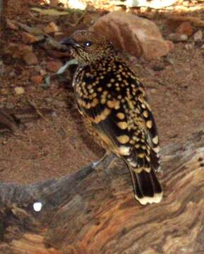 Image of Western Bowerbird