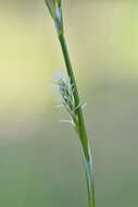 Image of Sheathed sedge