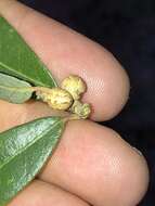Image of live oak kermes
