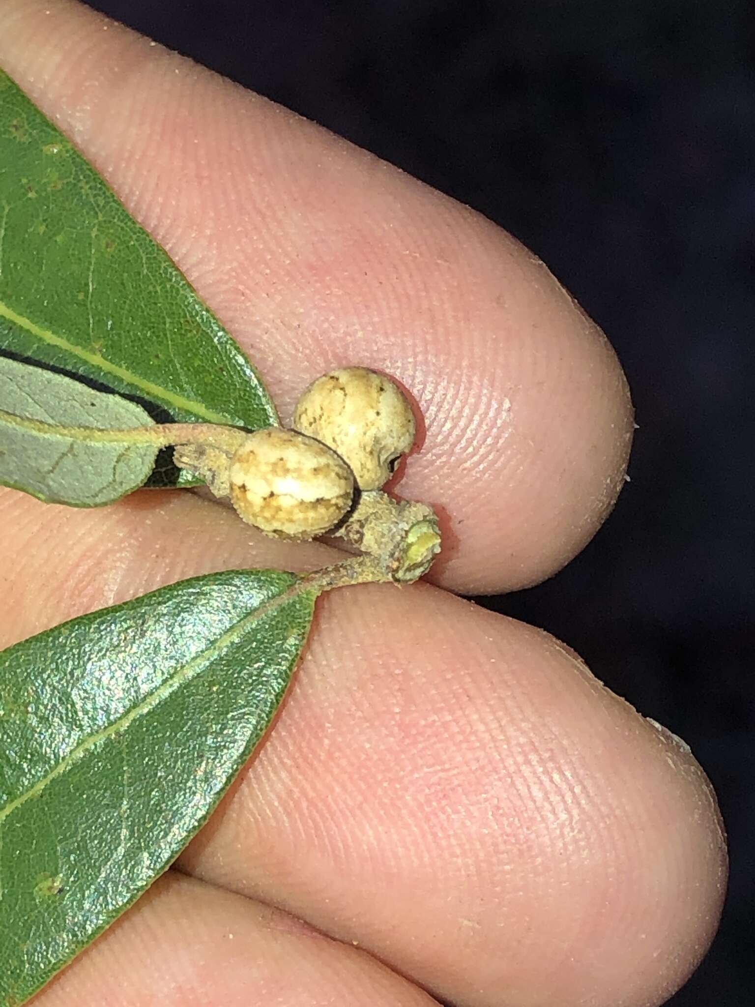 Image of live oak kermes