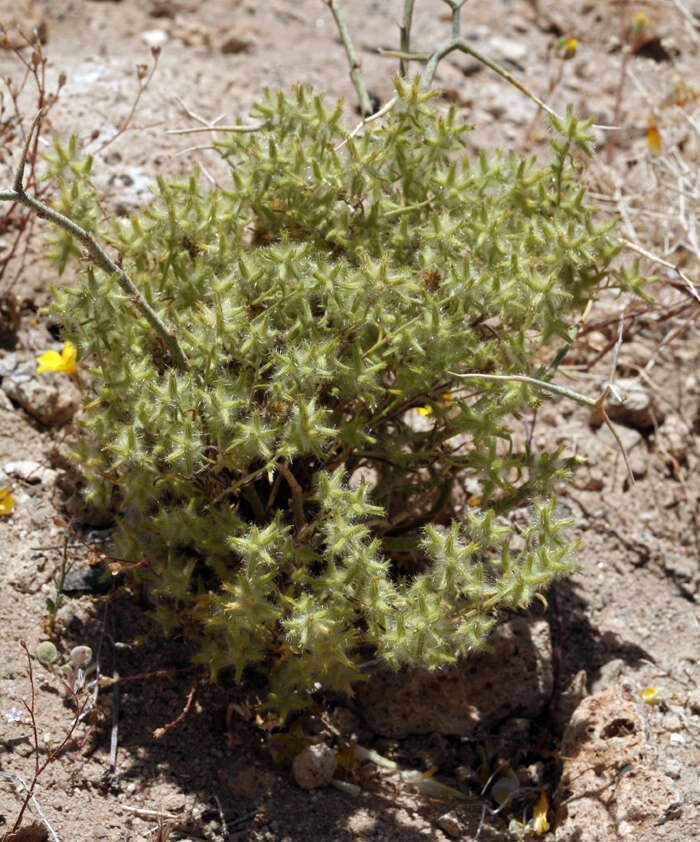 Слика од Cryptantha nevadensis Nels. & Kennedy