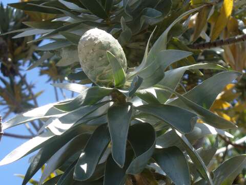 Image of Silver tree