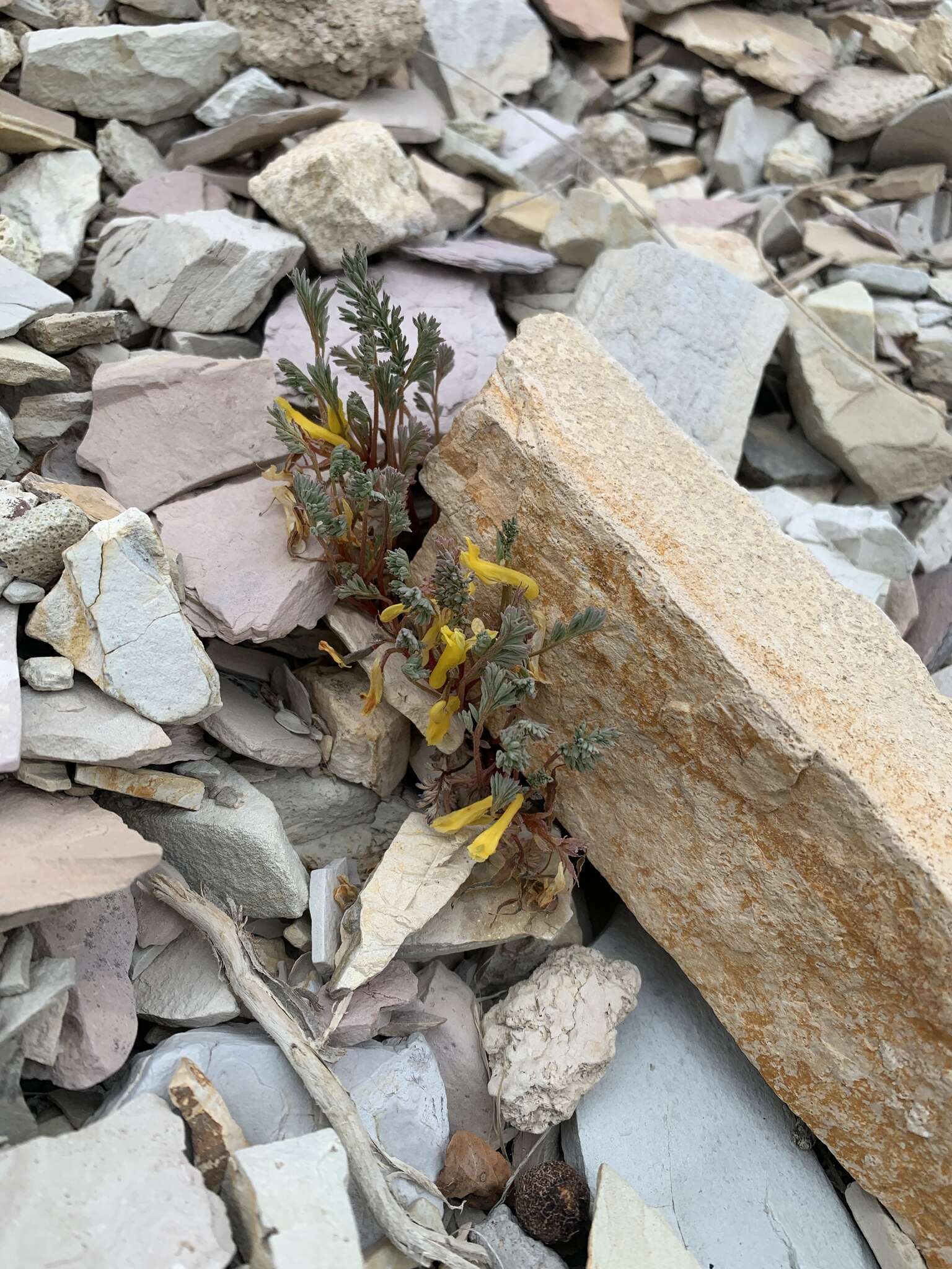 Image de Corydalis curvisiliqua subsp. occidentalis (Engelm. ex A. Gray) W. A. Weber