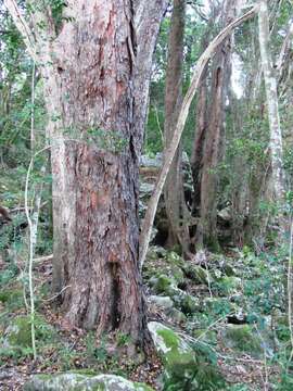 Image of Olinia ventosa (L.) Cufod.