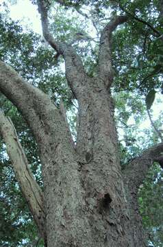 Image of Olinia ventosa (L.) Cufod.