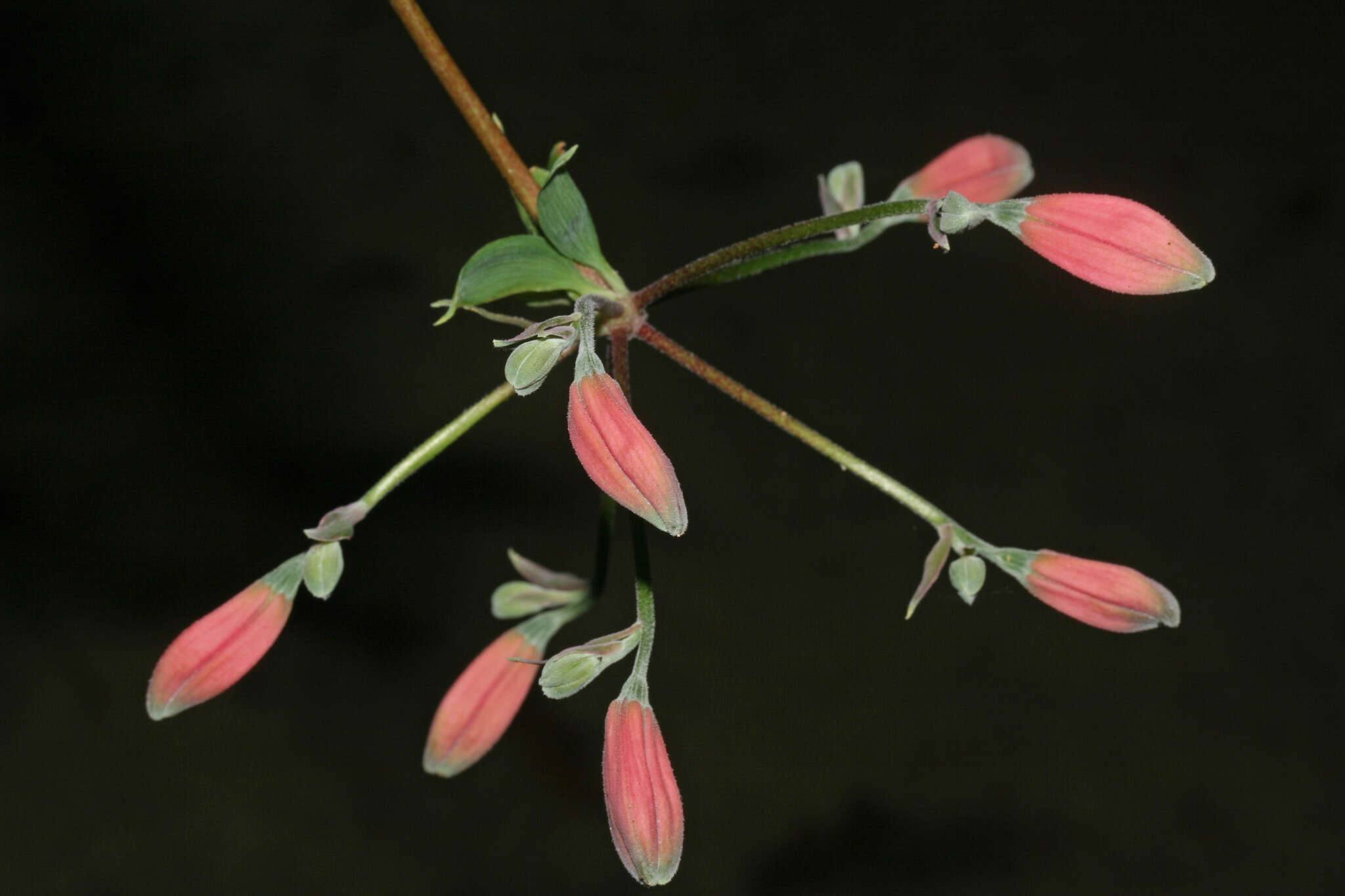 Image of Bomarea dolichocarpa Killip