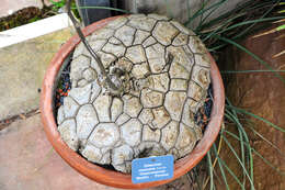 Image of Dioscorea mexicana Scheidw.