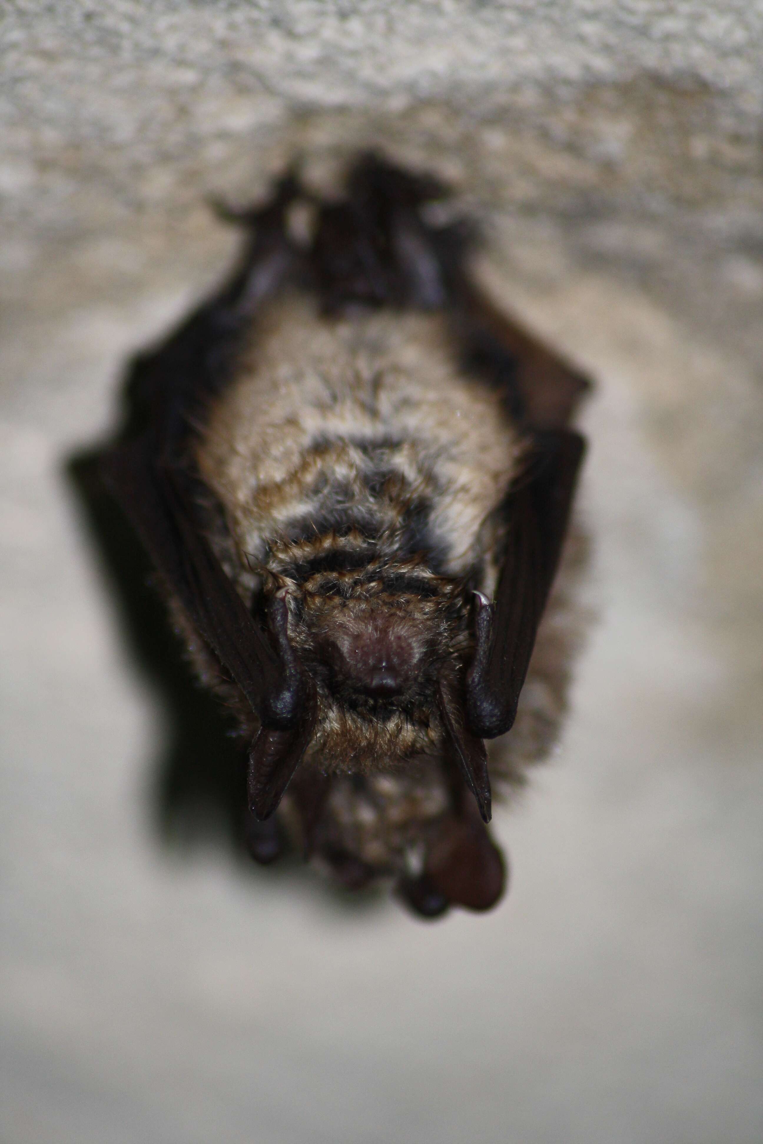 Image of Geoffroy's Bat
