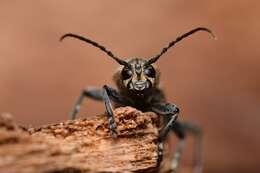 Sivun Xylotrechus (Rusticoclytus) rusticus (Linné 1758) kuva