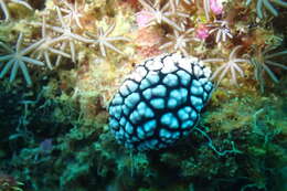 Image of Lumpy black and grey slug