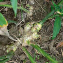 Image of Cooking Ginger