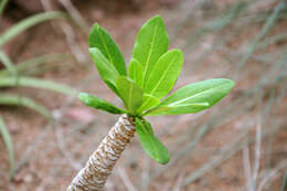 Image of cabbage on a stick