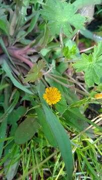 Image of Dwarf Dandelion