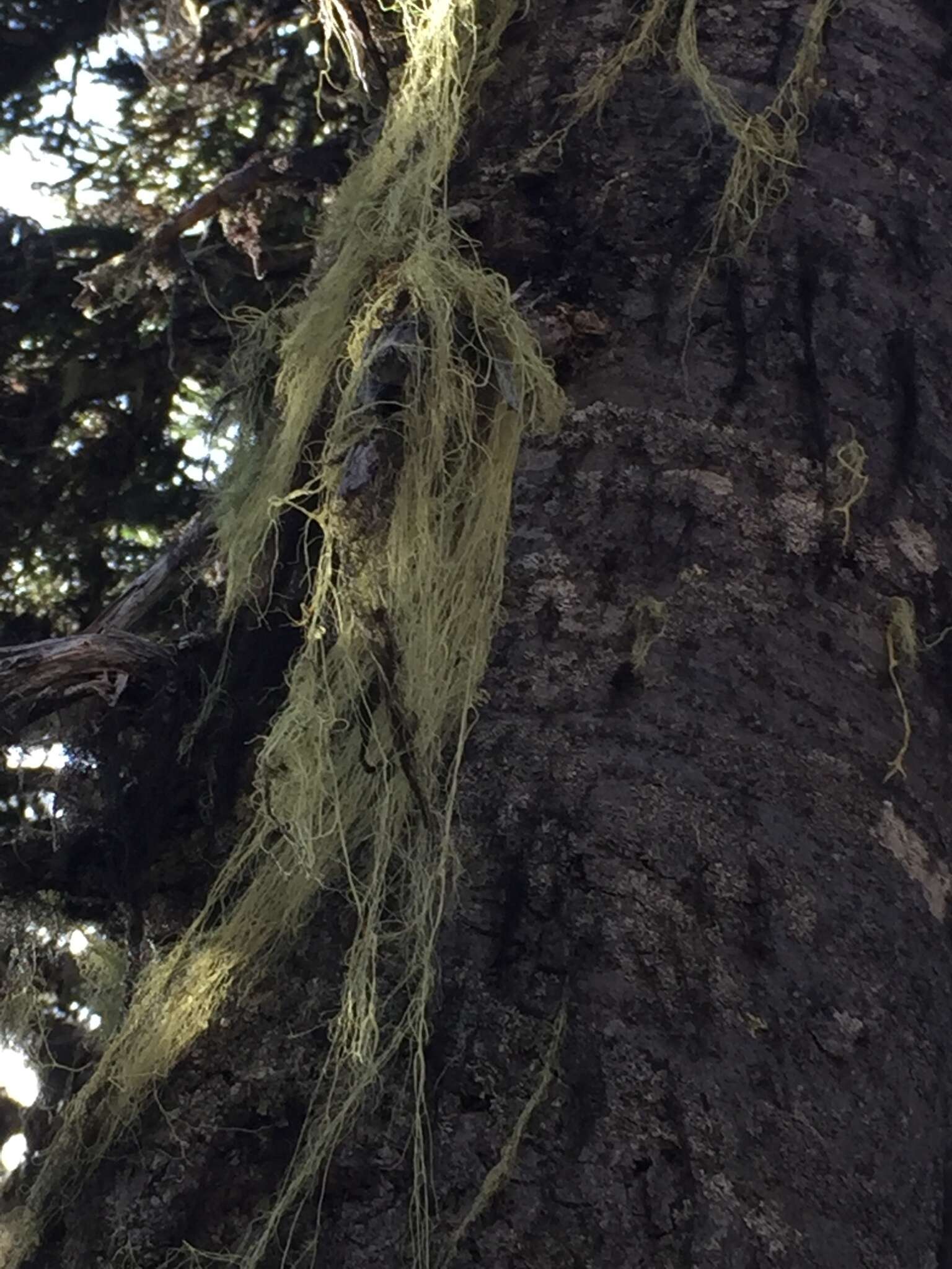 Image of witch's hair lichen